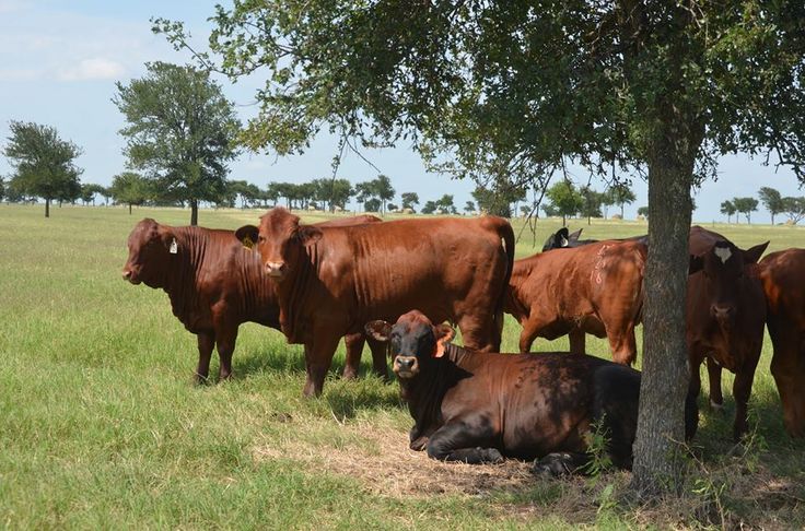 Vacas rojas Beefmaster en potrero