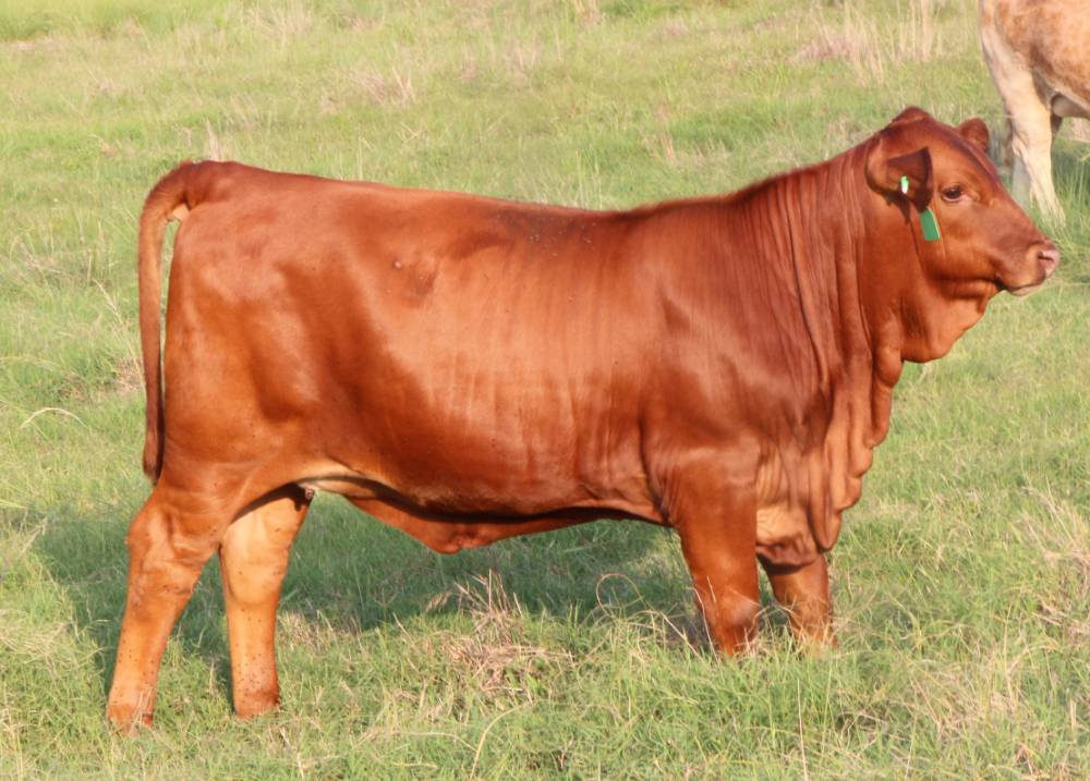 Selección de vacas rojas Beefmaster