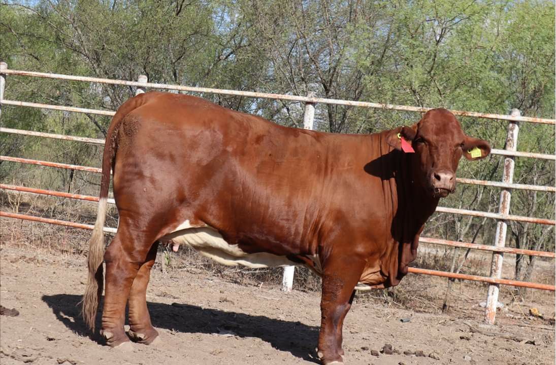 Comercialización de vacas Beefmaster rojas