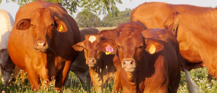 Vaca Beefmaster roja